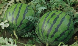 西瓜只吃石头瓜吗