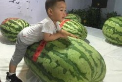 吃瓜群众王大头,揭秘娱乐圈背后的那些事儿