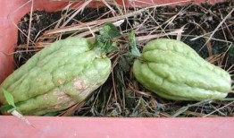 经期可以吃羊角瓜,羊角瓜助力女性健康调理